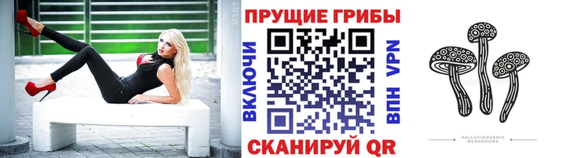 кракен как войти  Южно-Сухокумск  Галлюциногенные грибы Cubensis 
